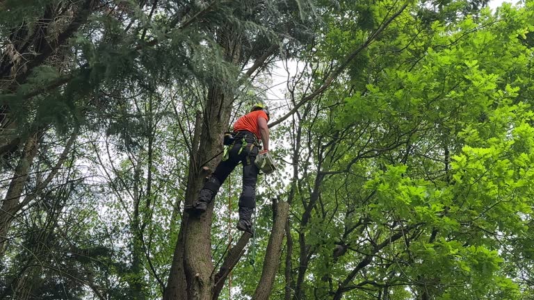 Mulching Services in August, CA